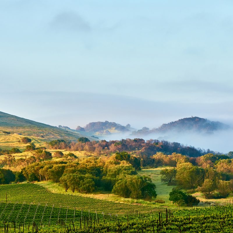Vineyards landscape in California, USA